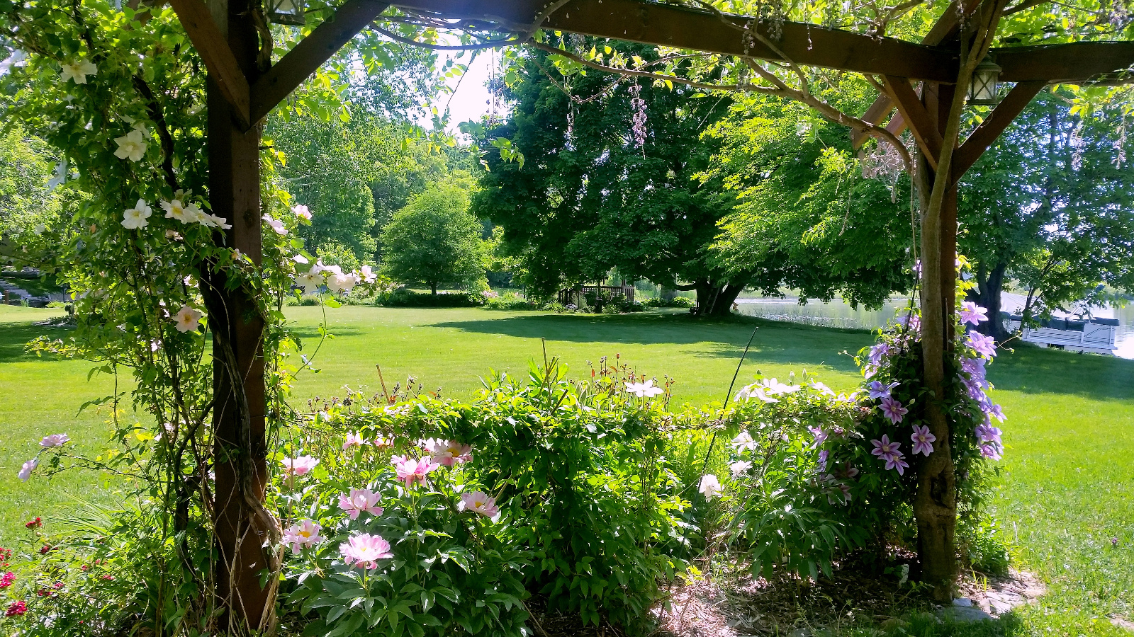 ROSE, SWEET WILLIAM, GARDEN PEONY AND CLEMATIS IN BLOOM TOGETHER